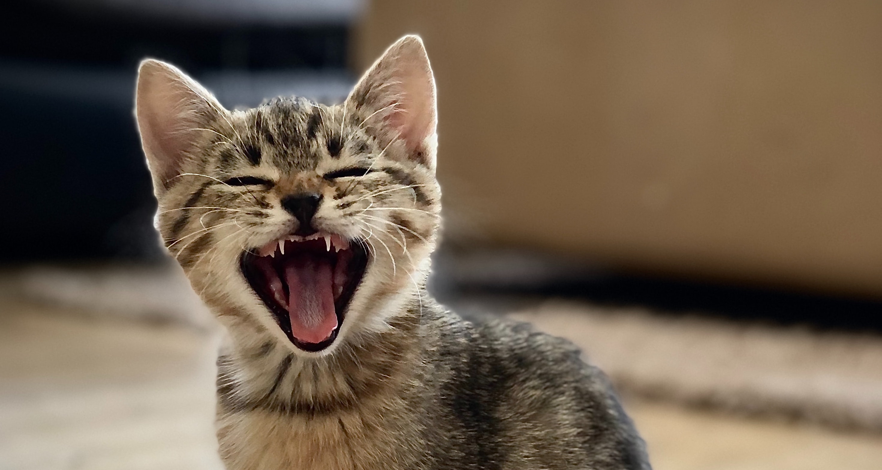 クリ・ドゥ・チャット症候群はどのように治療されますか?