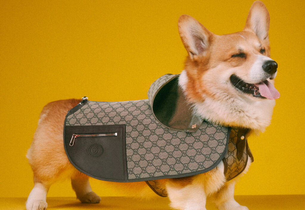 gucci pet collection