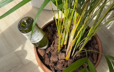 planten Water geven tip